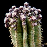 Euphorbia cereiformis (10.5cm Ø 12-30cm H)